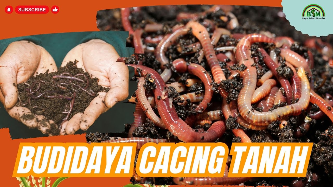 CARA BUDIDAYA CACING TANAH LUMBRICUS