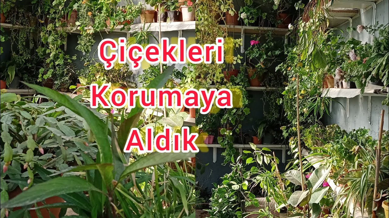 Çiçeklerimiz donmasın diye önlemimizi aldık.