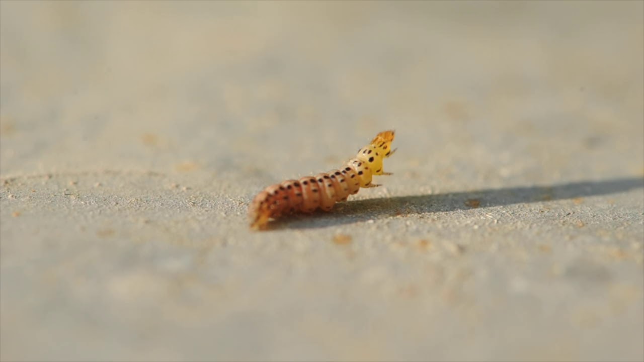 Purple mint moth on rosemary