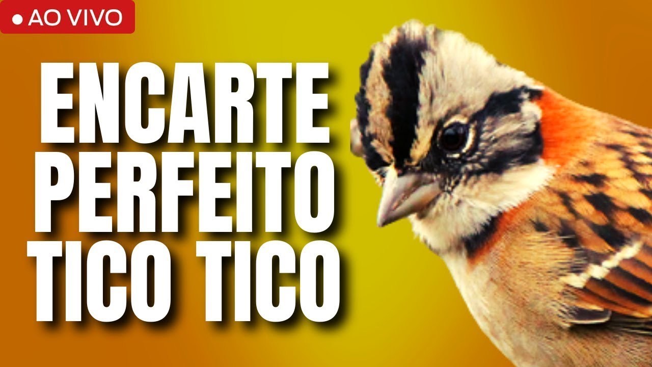 CANTO DO TICO TICO PRA ENCARTA O SEU TICO TICO RÁPIDO DESTRAVA CANTO TICO TICO ESQUENTAR TICO TICO