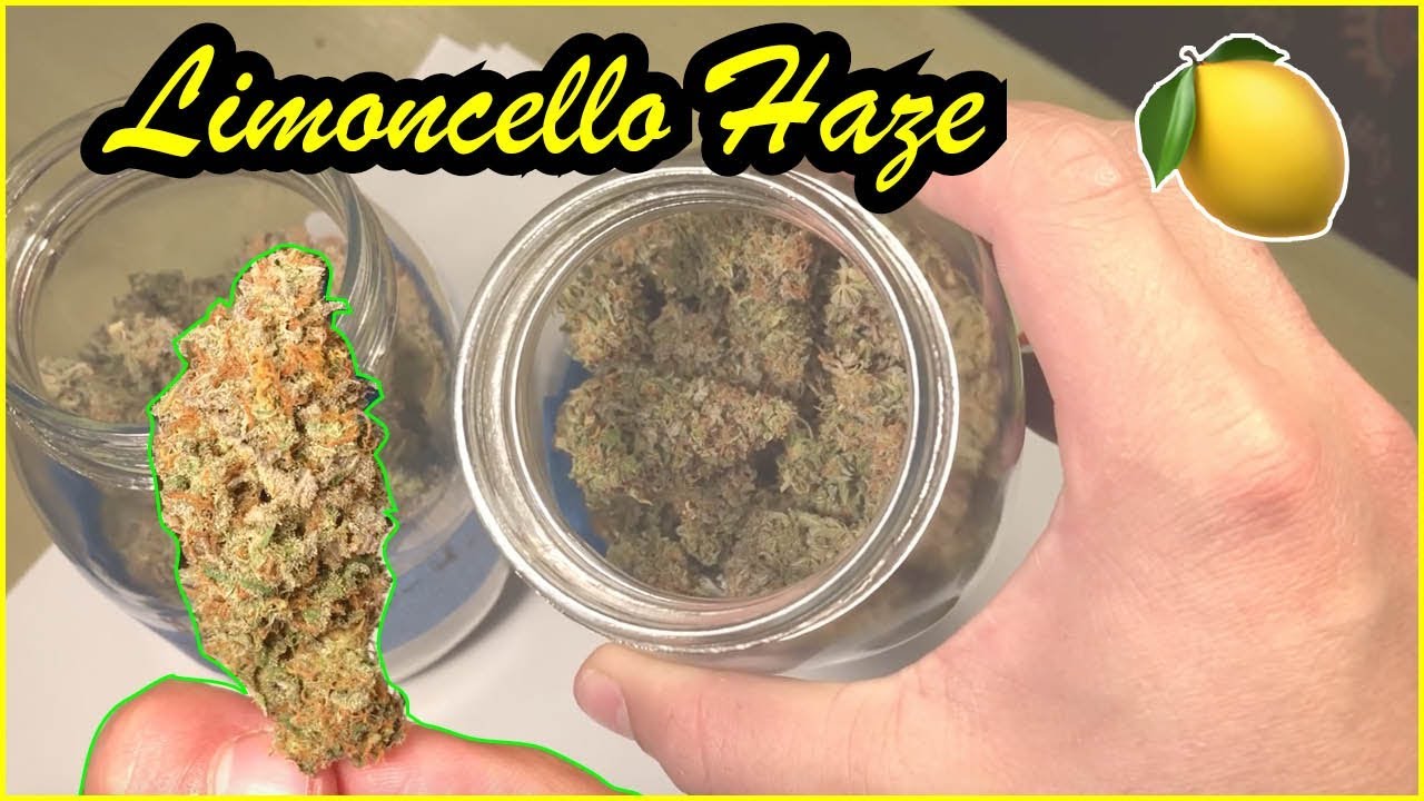 Limoncello Haze Cure & Smoke Review (Plants from my Cloning and Mother Plant Series)