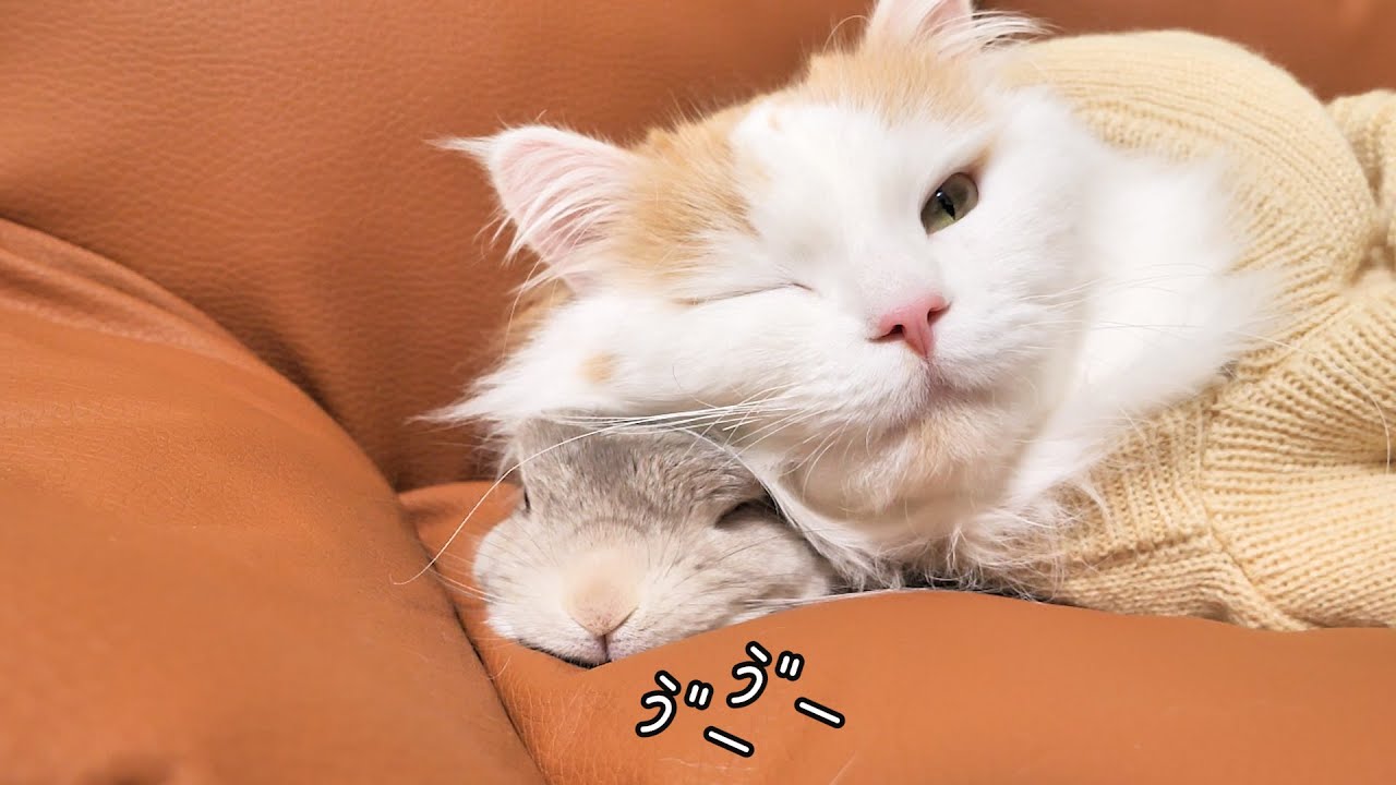 うさぎさんの姿がみえないと思ったら、猫の枕にされてて助けを求めてた