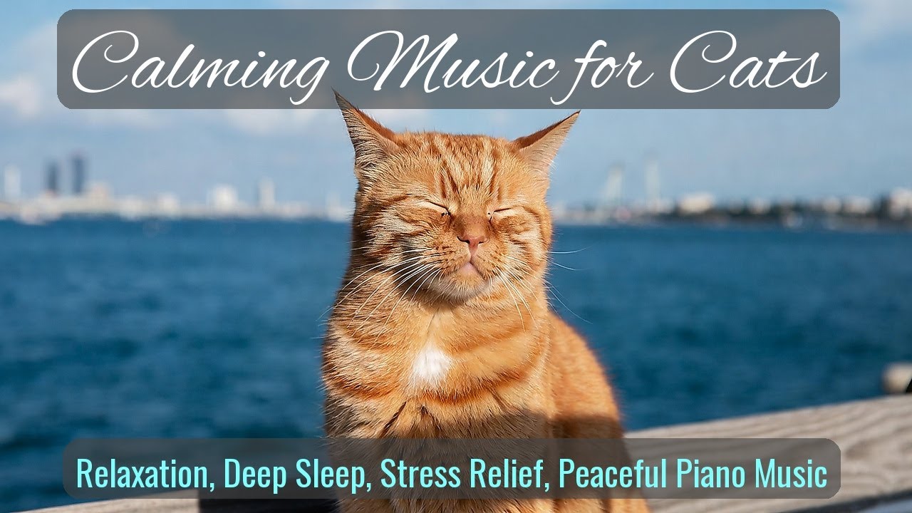LIVE Peaceful Kitten Sleeping to Calm Your Thoughts 😴 | Season 67