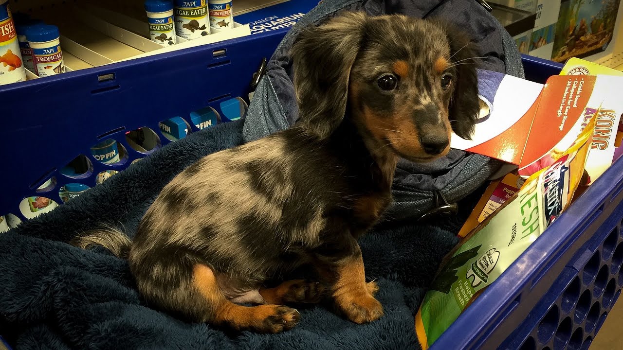 Turbo Toby's First Trip to PetSmart (Miniature Dachshund)