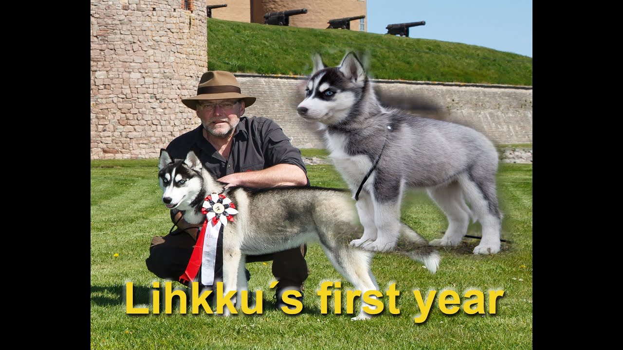 Follow Lihkku's first year with lots of event, Siberian husky