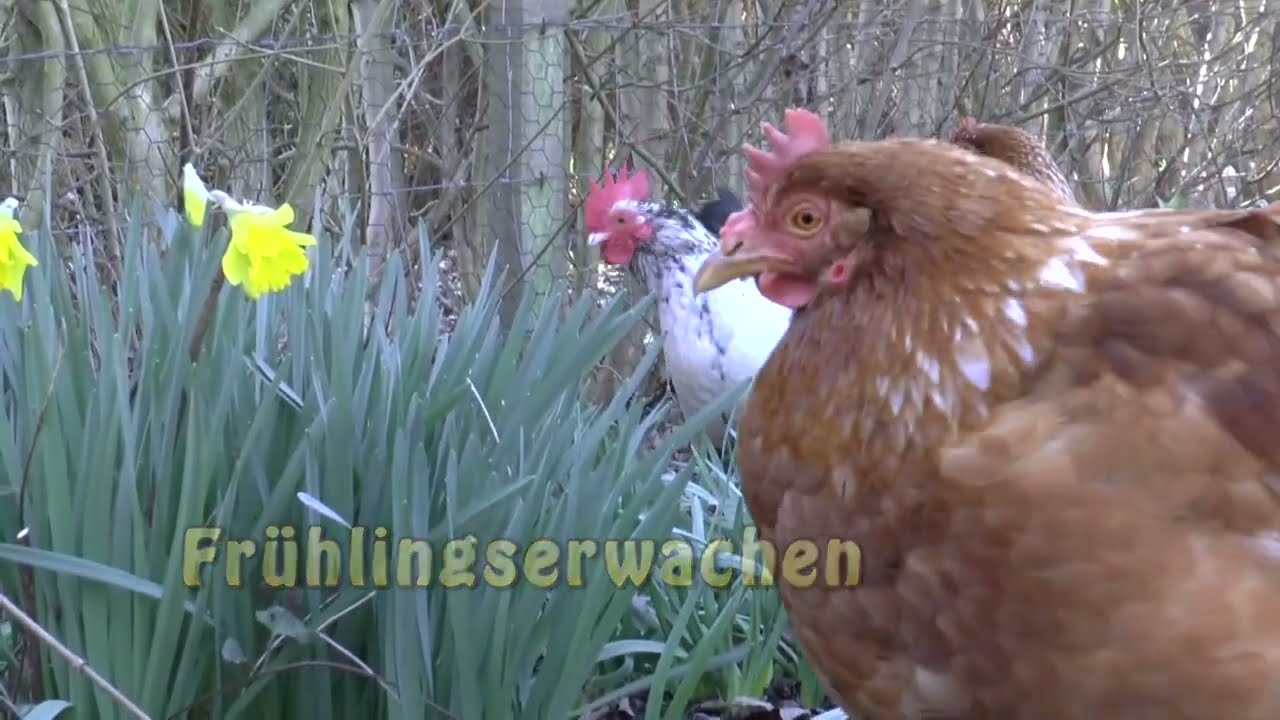 Frühlingserwachen