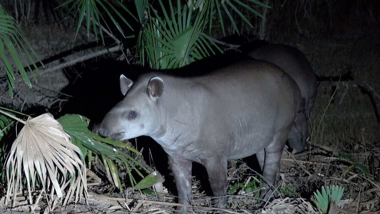 Wildlife of the Pantanal, 2021 - Part II