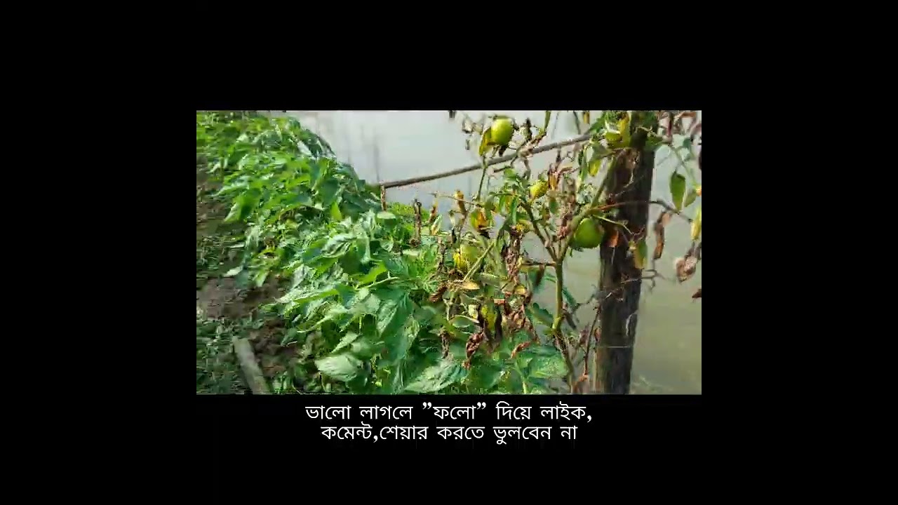 A sudden program in the tomato kingdom#Farming, #FarmLife, #Agriculture, #Farmer, #Farm #shorts 