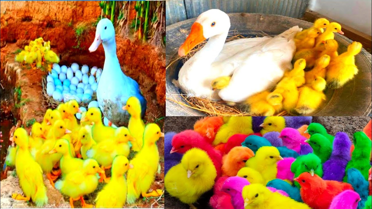 Hen Chick and duckling hatching: A side-by-side comparison , Baby Animals & Birds