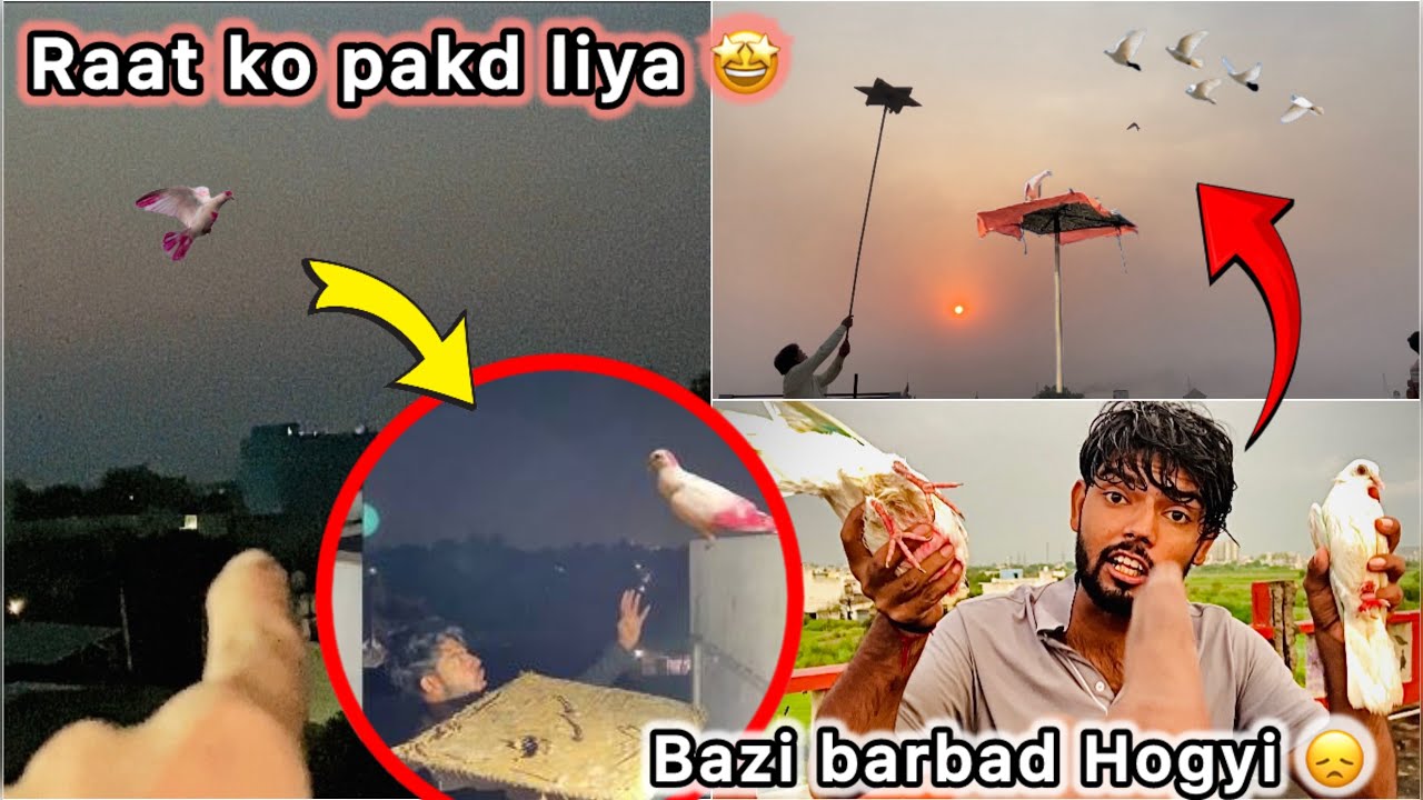 Kabutar Competition main Barish Hogyi 😭 || Raat ko pakda bazi wala kabotar 🤑