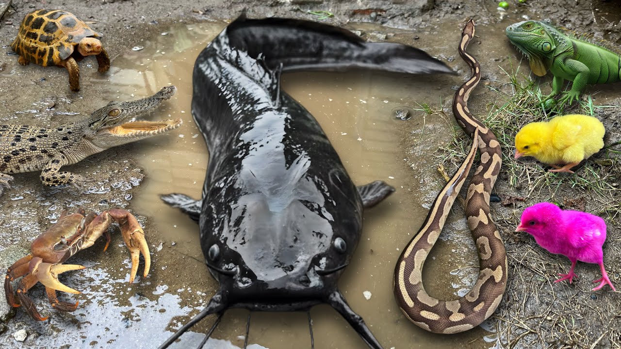 Wow Amazing! Menangkap ikan lele raksasa, ikan lele albino, ayam warna warni, ular piton, buaya