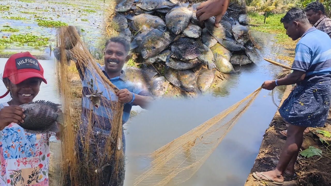 കൂട്ടത്തോടെ വന്ന കരിമീനെ വീശിപിടിച്ചപ്പോൾ കരിമീൻകണ്ട് എന്റെ മോൾക്ക് പുതിയ അനുഭവം ആയി🐠|villagefishing