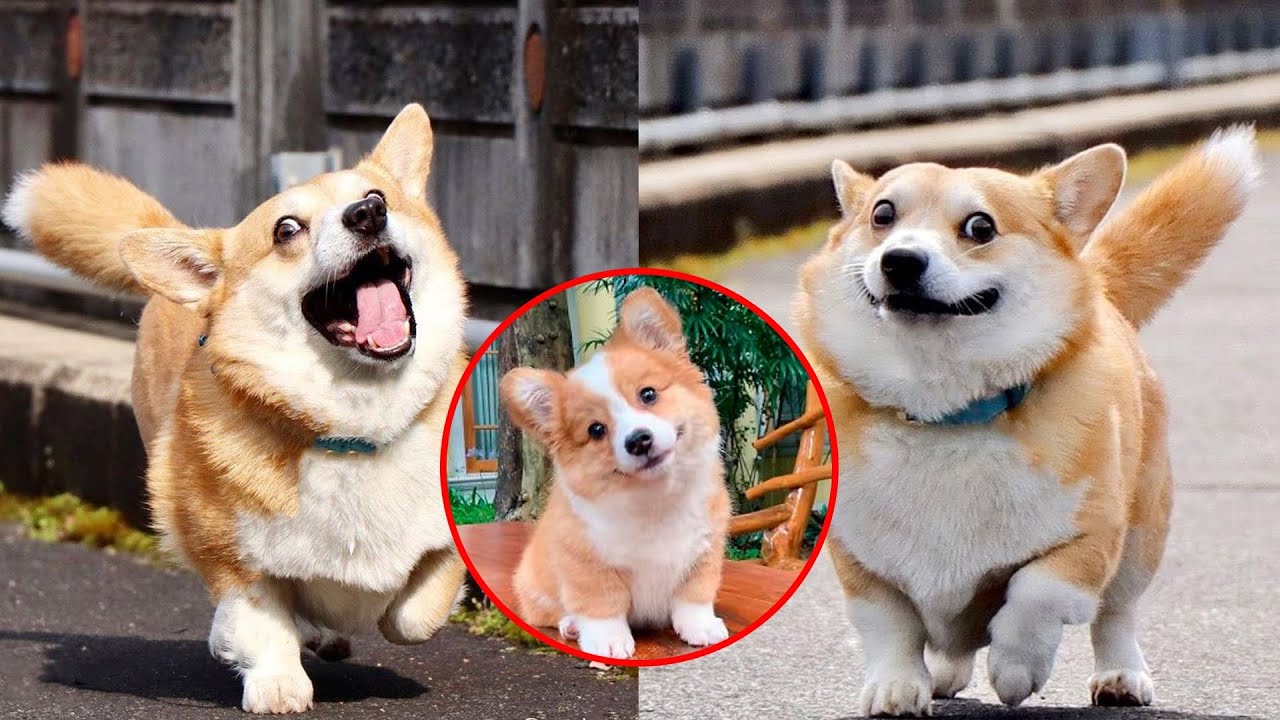 20 Most BEAUTIFUL Corgi Mixes In The World