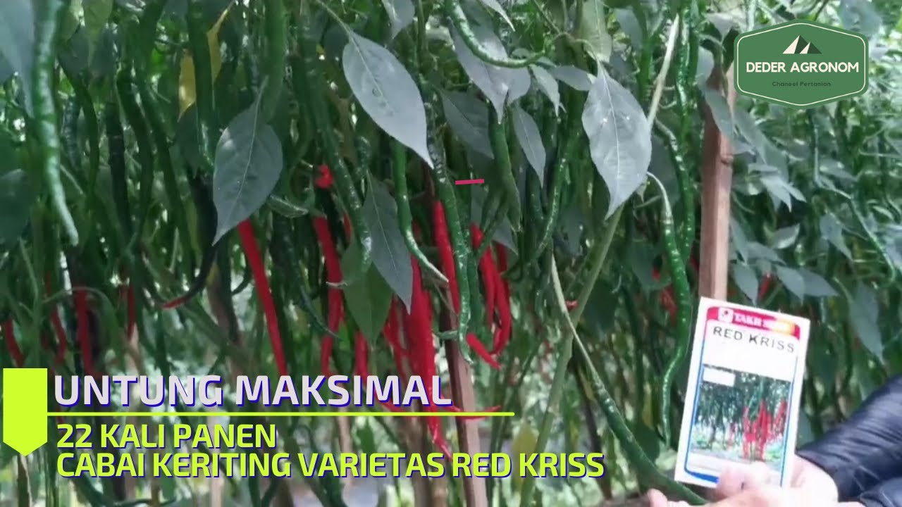 Review Cabe Keriting Varietas RED KRISS || Takii Seed || PT TMI
