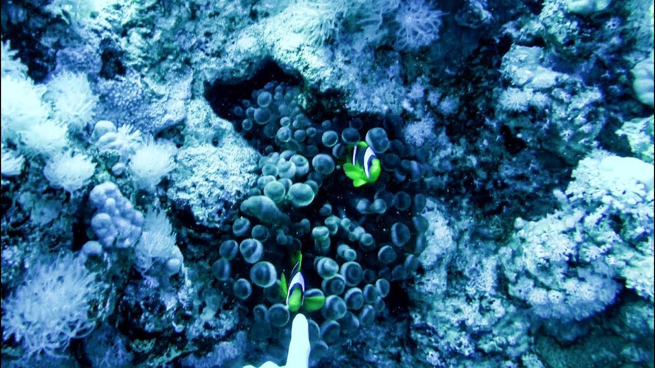 Scuba Diving on the Coral Reef. Ras Za'tar Site, Red Sea, Sharm el Sheikh, Egypt