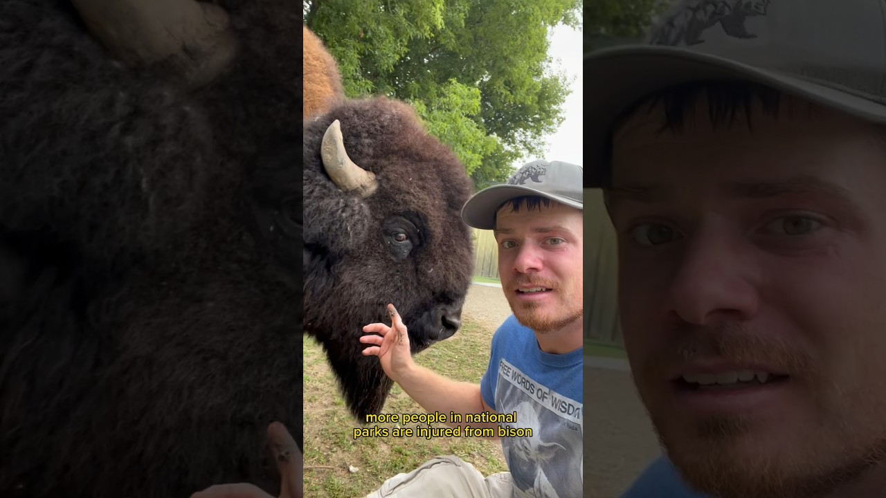 Bison are danger! #animal #animals #dangerousanimals