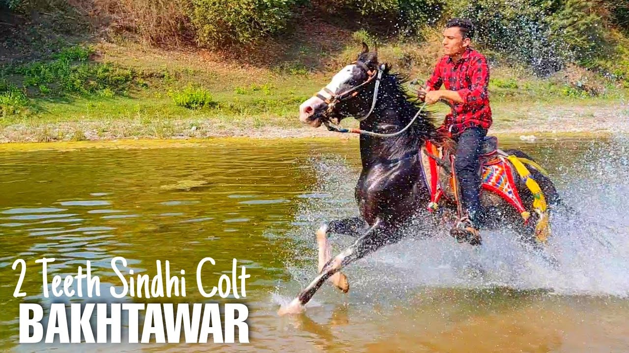 Horse Riding In River Water on 2 Teeth Sindhi Colt Bakhtawar of Towerwala Stud Farm Naswadi
