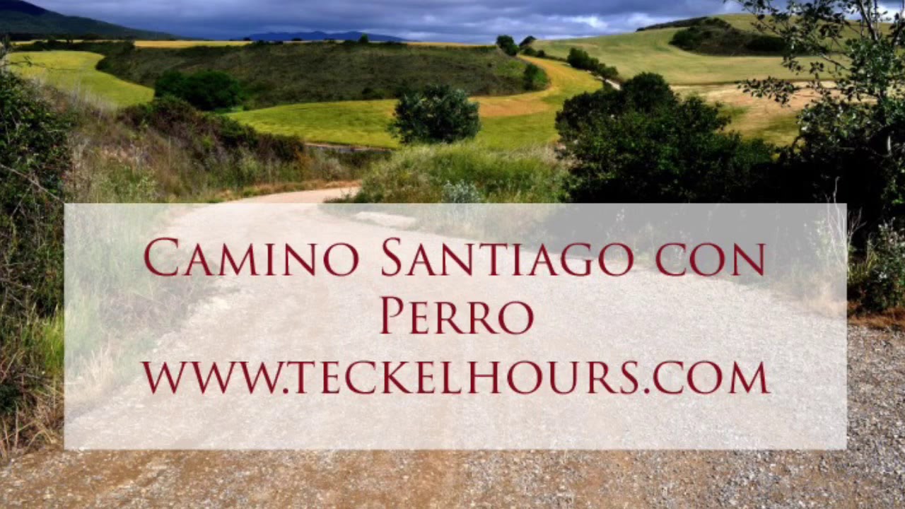 Camino De Santiago Francés con perro.