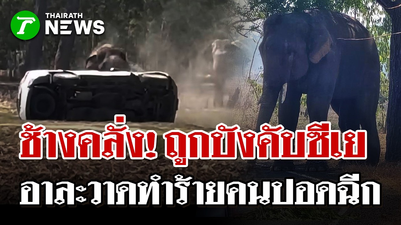 ช้างตกมันคลั่งหลังถูกเร่งผสมพันธุ์ ไล่บดขยี้รถชาวบ้านพังยับ | 16 ก.พ. 69 | ไทยรัฐนิวส์โชว์