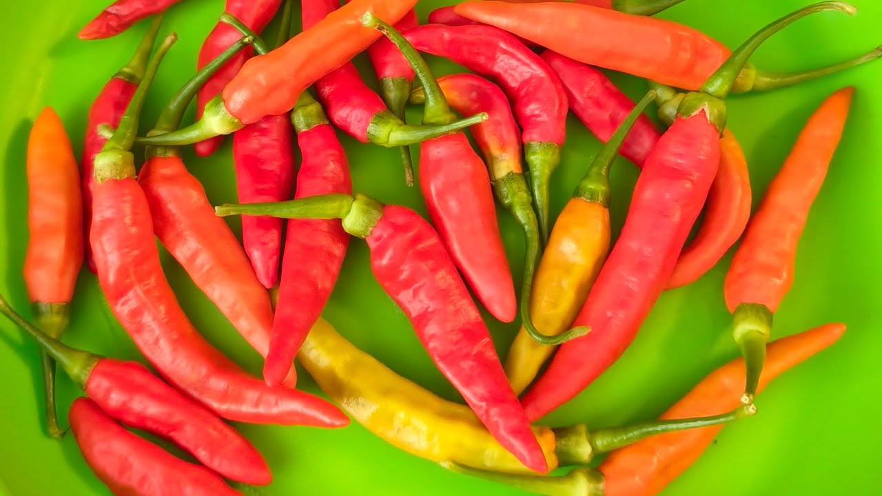 Petik cabe di pekarangan rumah🌶️🌶️🔥💕