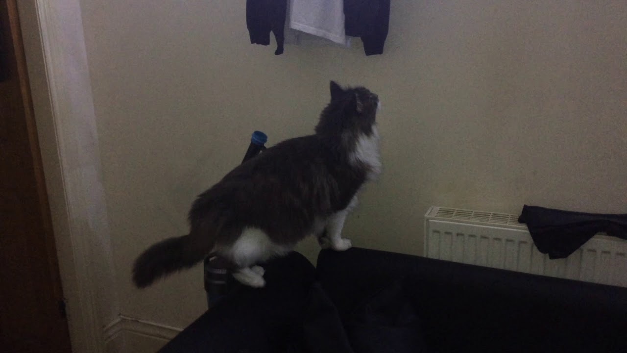 maine Coon Oliver