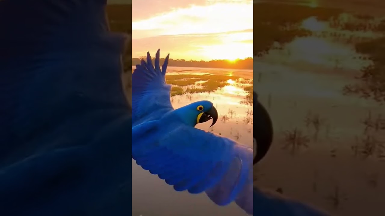 O vôo majestoso da Rainha da Amazônia Arara Azul Grande 