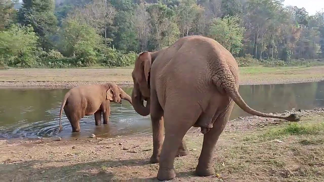 Update , Tang Mo and Chaun Chom - Eleflix