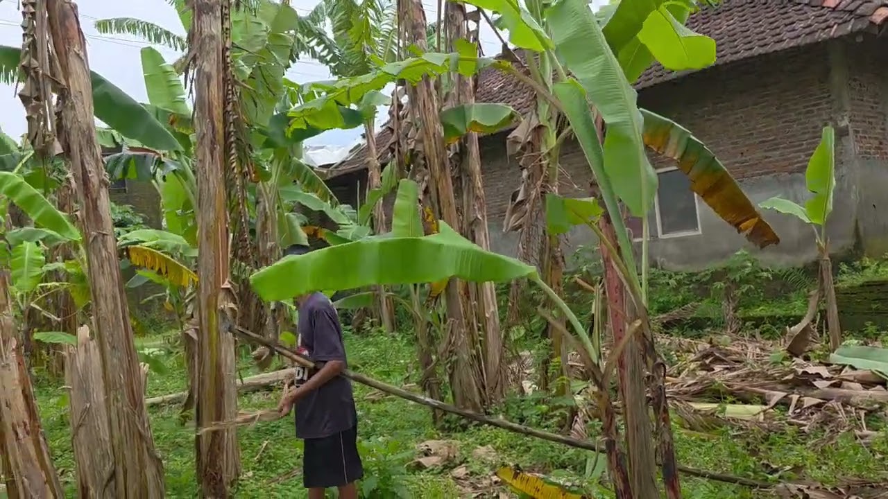 Mampir di kebun pisang dan sawah yang menghijau