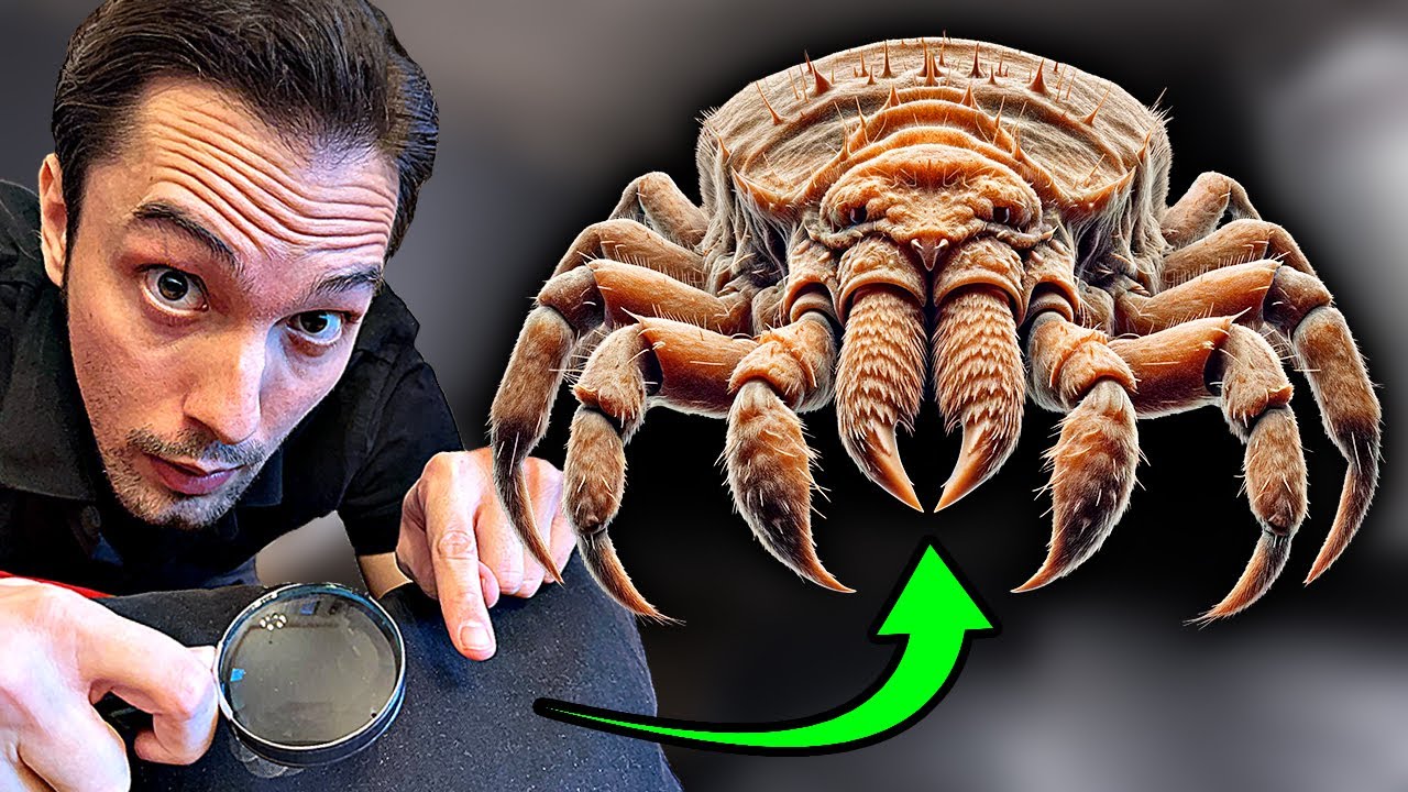 Das lebt bei dir Zuhause! Eine unsichtbare Gefahr?