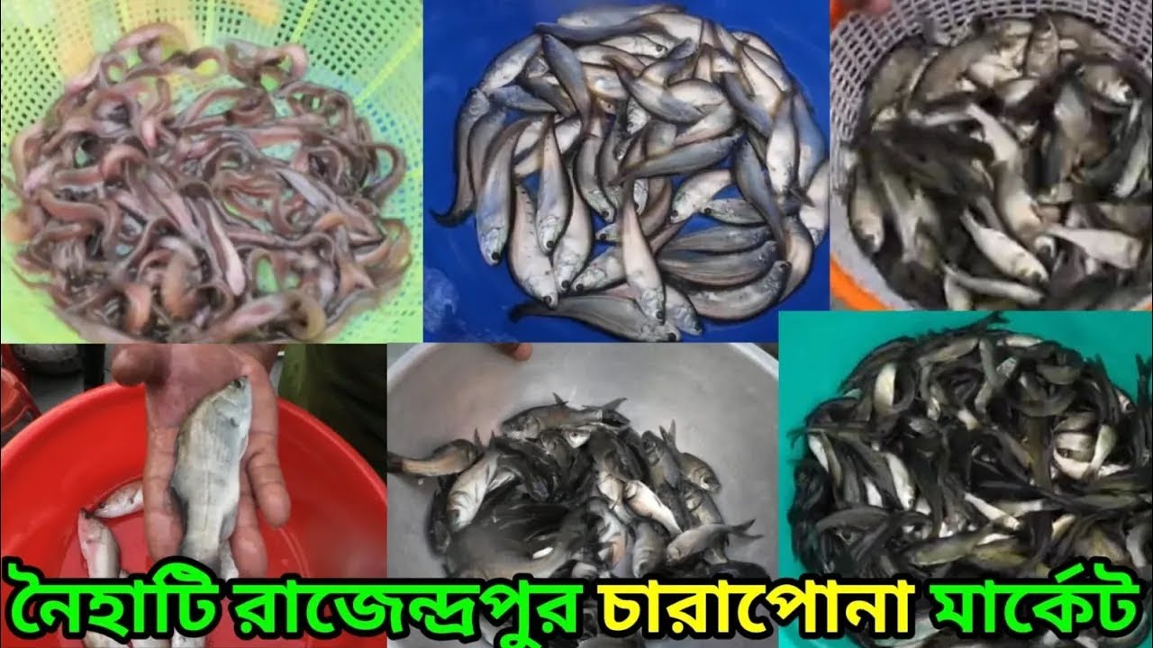 নৈহাটি রাজেন্দ্রপুর চারাপোনা মার্কেট | Naihati Fish Seed Market | Naihati Rajendrapur Fish Market |