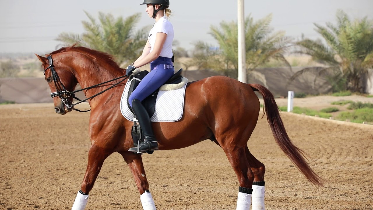 Nova Training  Cristina Calin Thompson Advanced Medium 4 - 21 2 2018