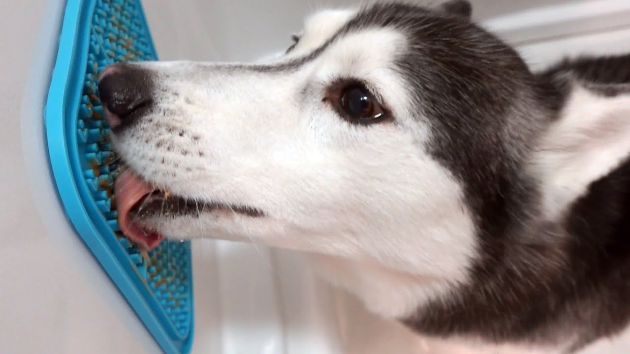 Exercise Your Dogs Brain With These Lick Mats For Dogs!