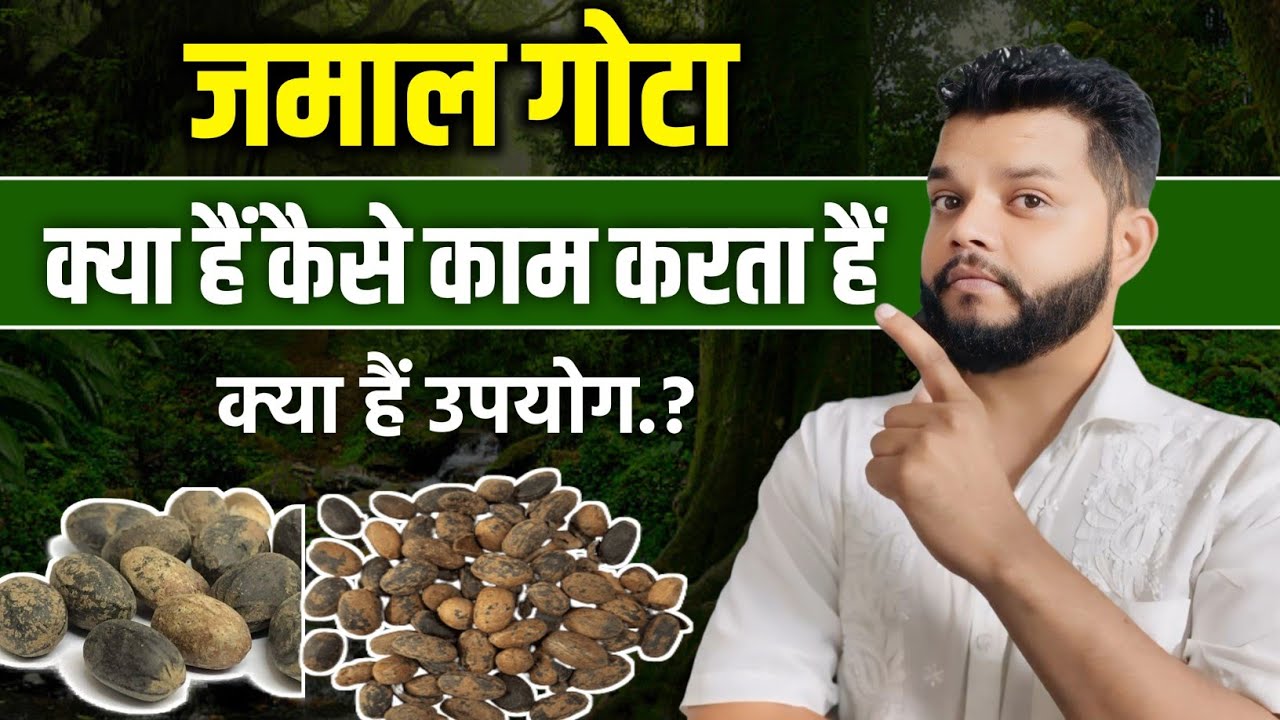 जमालगोटा कैसे काम करता है 🔥 Jamal Gota Uses, Precaution,Dose & Side Effects In Hindi