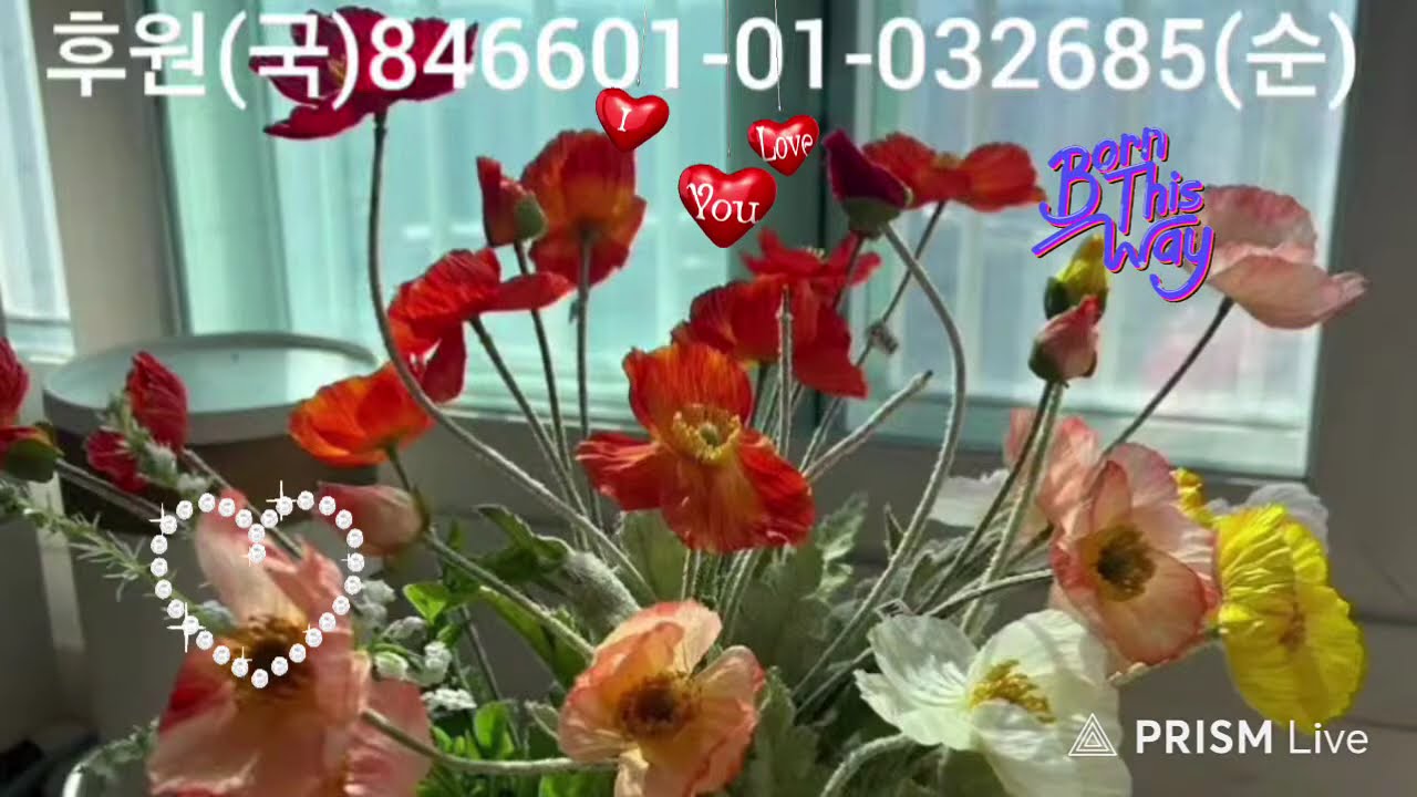 해피쏭뮤직 가수홍보 (월~금 오전 10시) 라이브 방송 26년 2월 24일 화요일