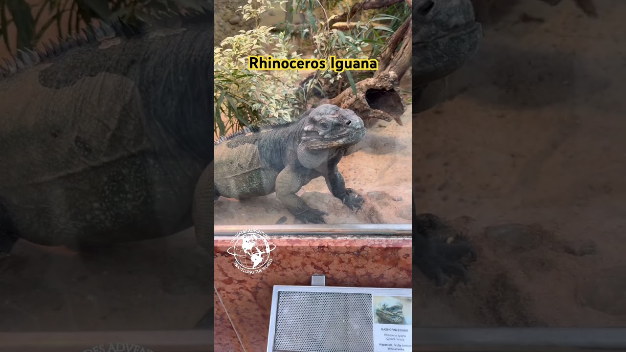Rhinoceros Iguana 