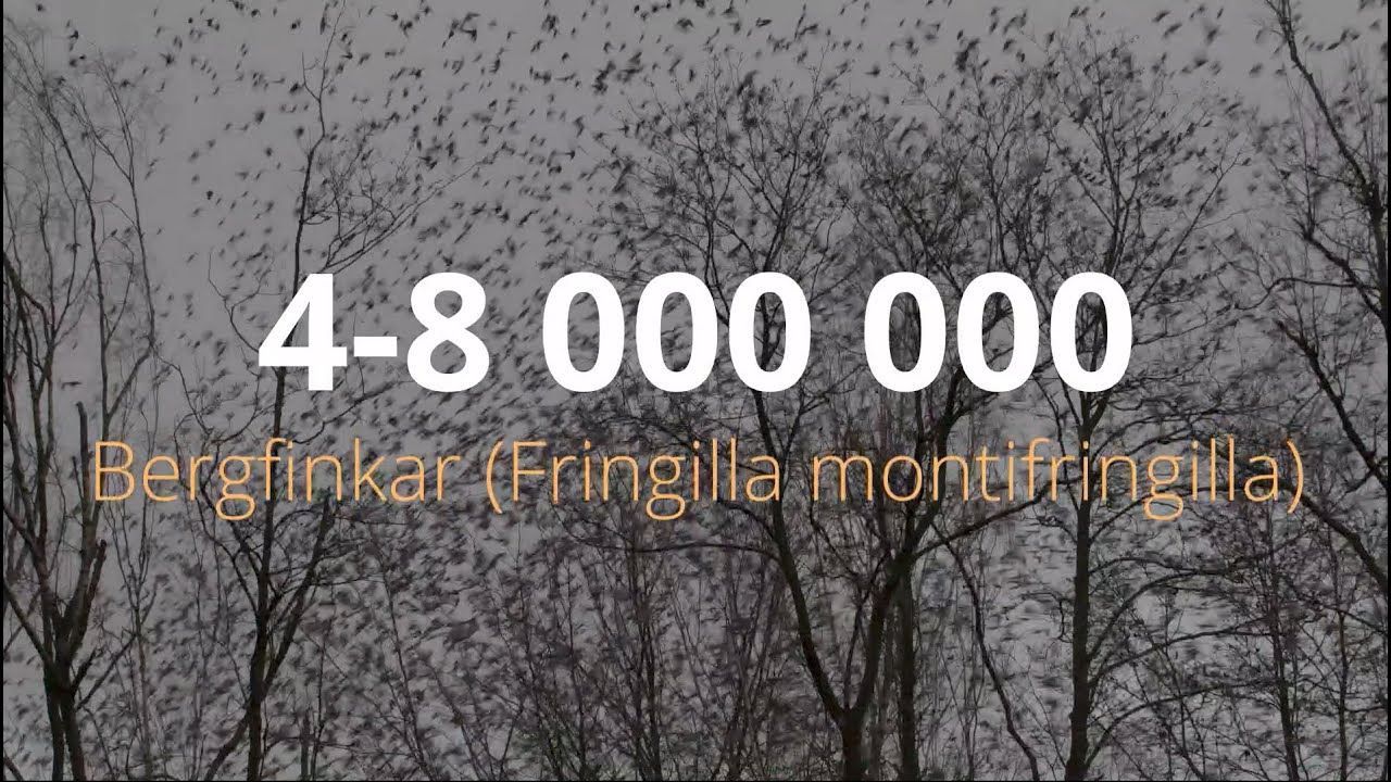 Mellan 4-8 000 000 bergfinkar på samma plats i Skåne