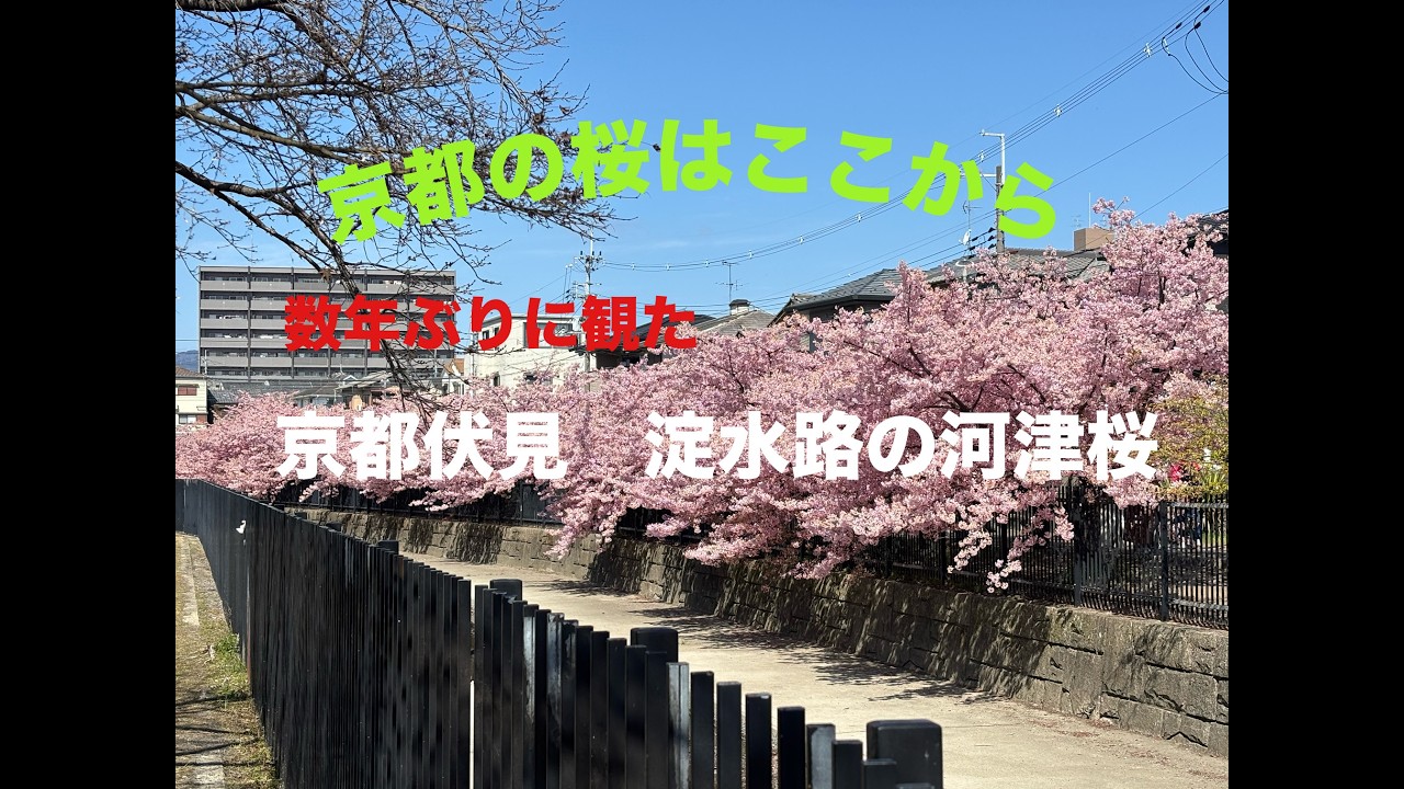 京都伏見　淀水路の河津桜