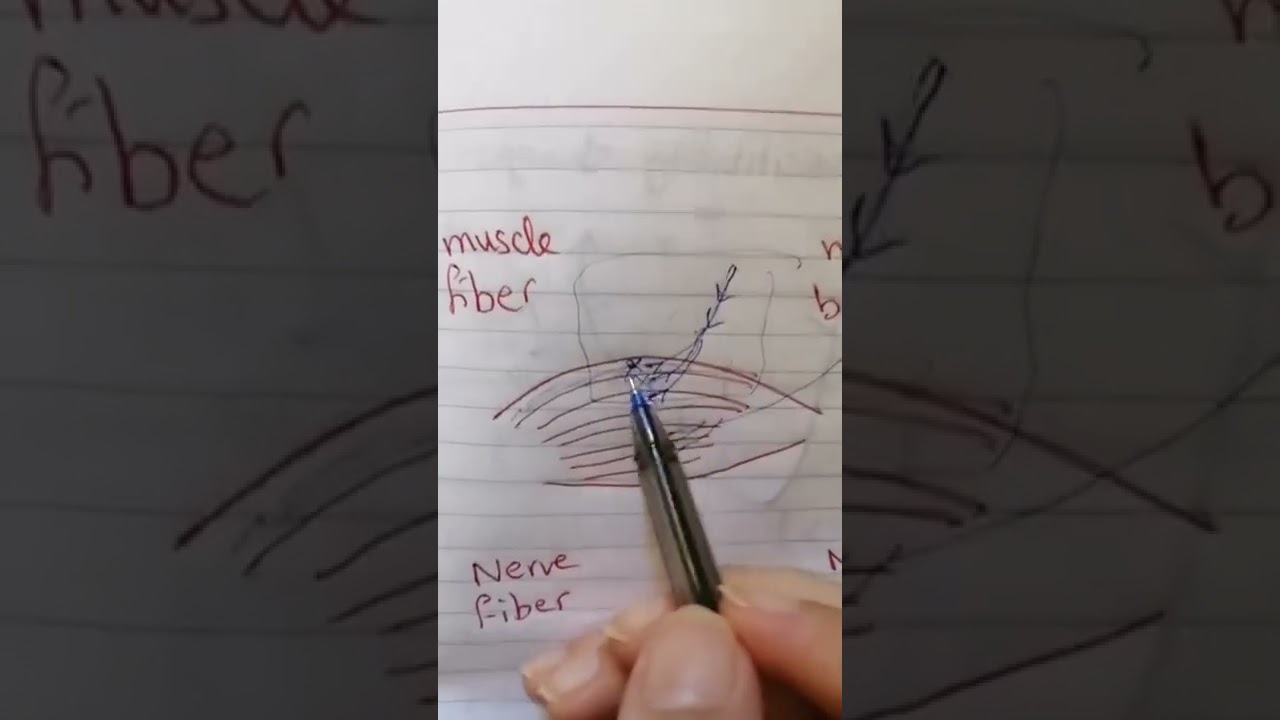 action potential 10 - all or none rule - dr. Amira Azzazy