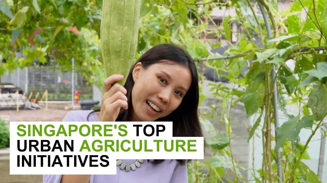 Discover Singapore's pioneering urban farming initiatives
