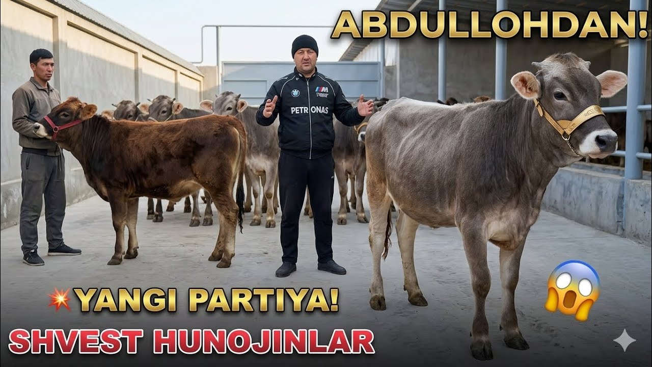 😱 ABDULLOHDAN YANGI SHVEST HUNOJINLAR – ARZONCHI AKA FERMASIDA!