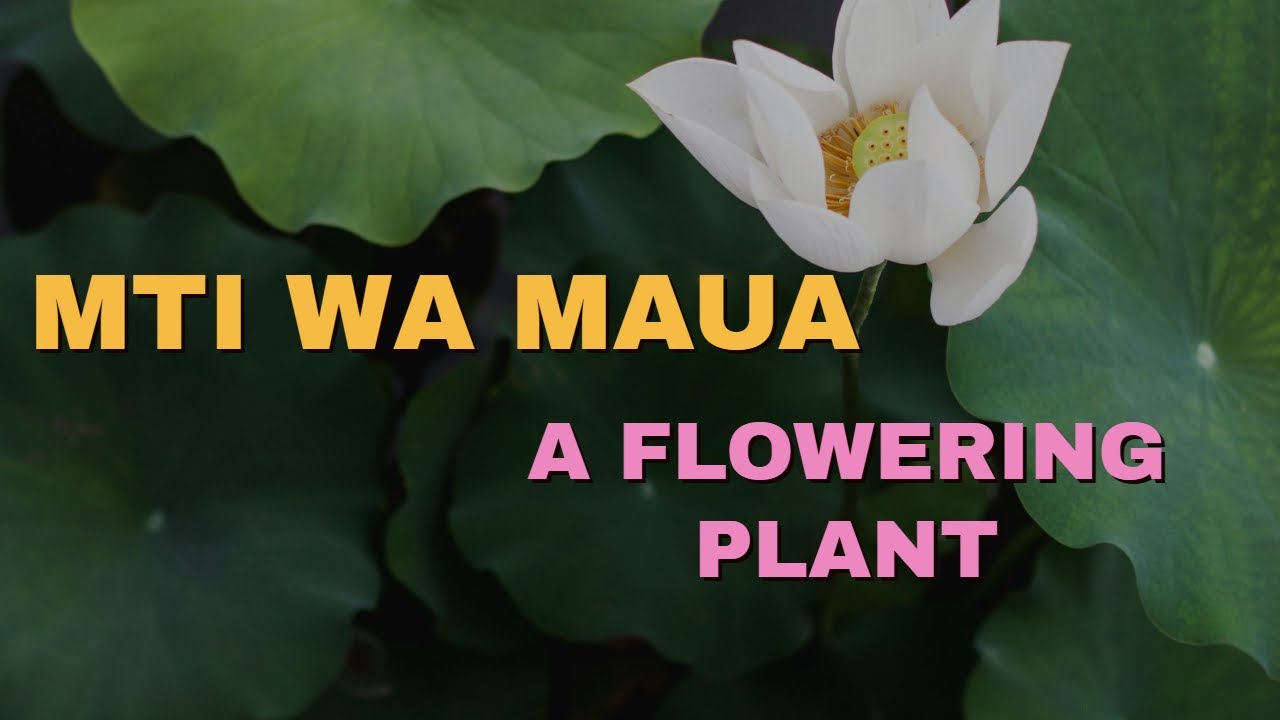 MTI WA MAUA - A FLOWERING PLANT