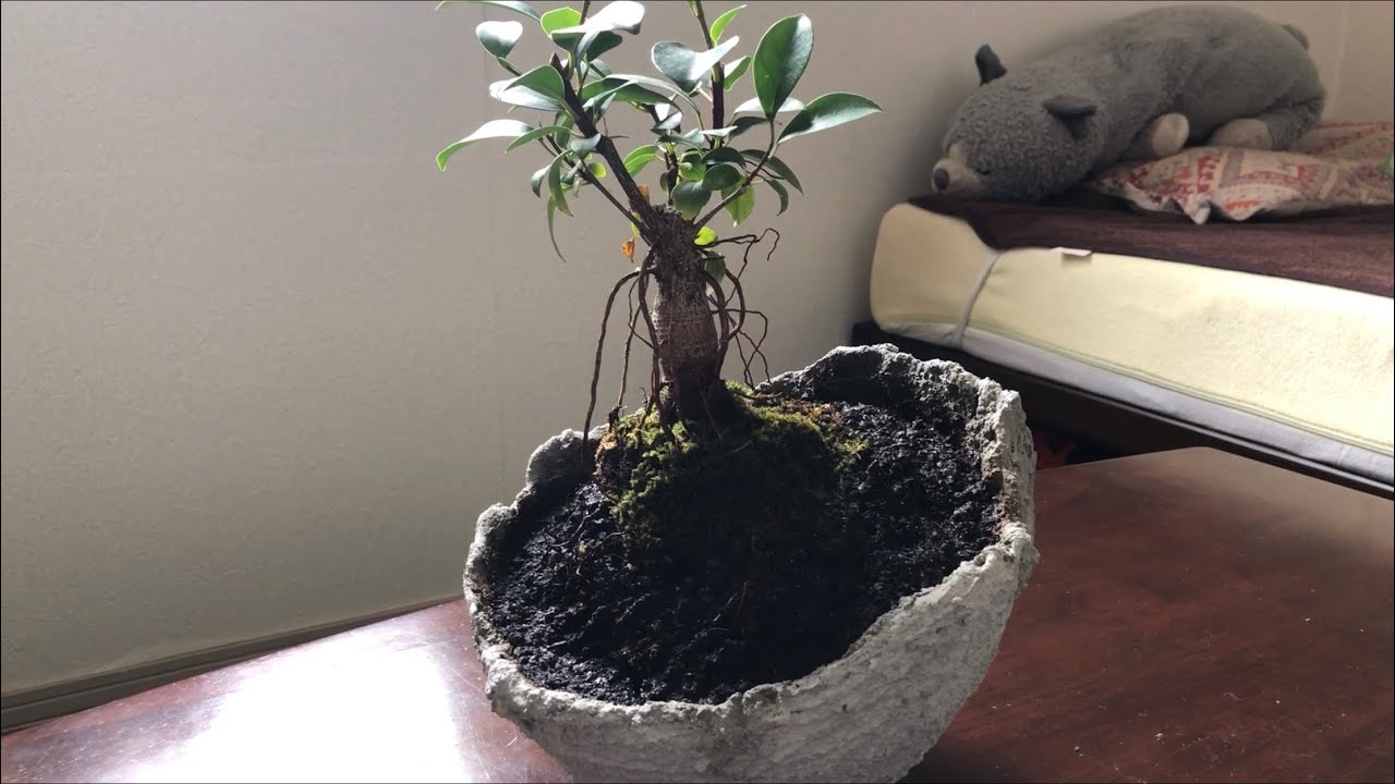 セメントでプランターを作るDIY「目指せ鞍馬鉢」