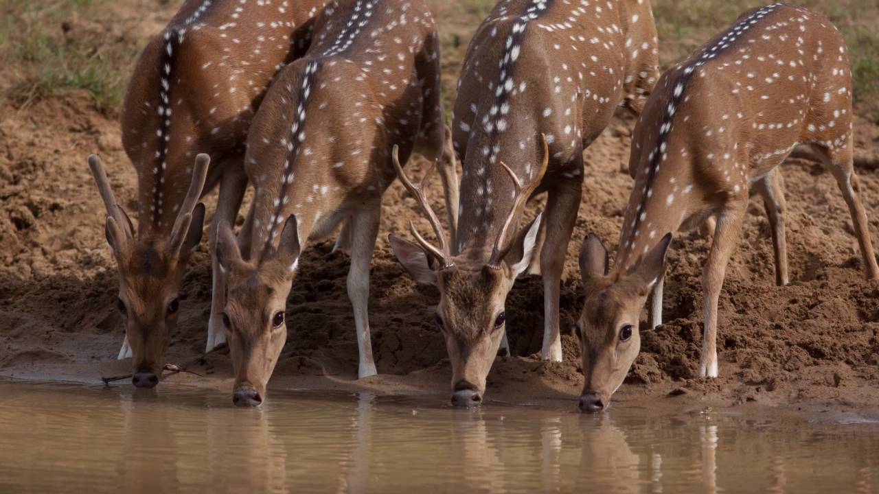 Aggressor Tented Safari Lodge