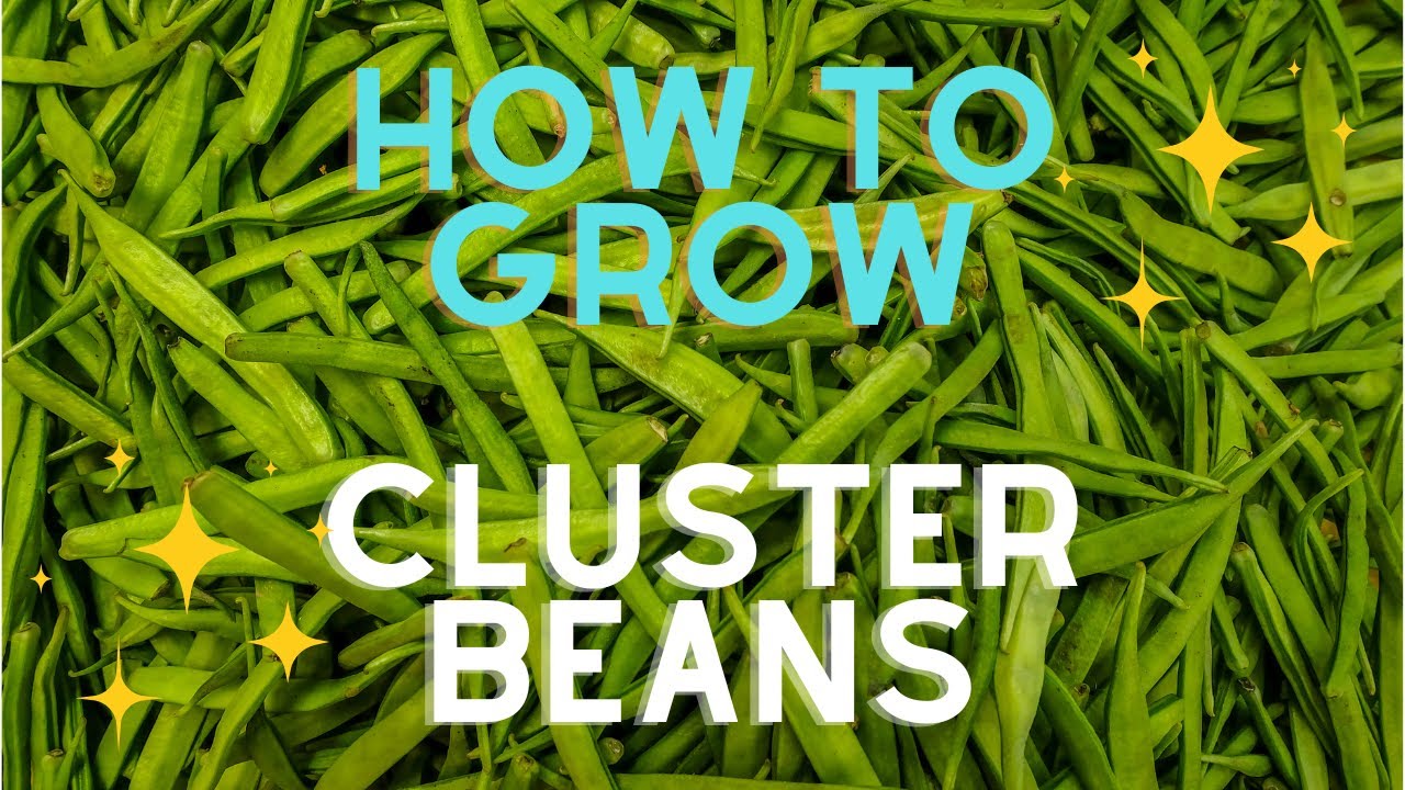 How to Kick Start & Sow Cluster Beans | Guvar | GoruChikkudu | A-Z Home and Garden