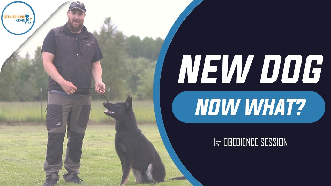 NEW DOG NOW WHAT? 1st Obedience Session