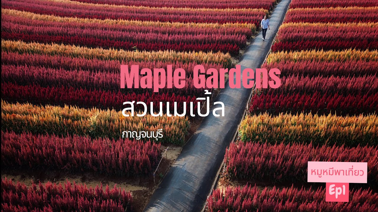 สวนเมเปิ้ล maple gardens | กาญจนบุรี | หมูหมีแค้มปิ้งพาเที่ยว | EP1.