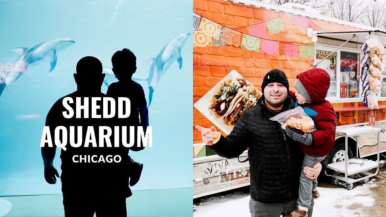 Chicago Shedd Aquarium - Beluga whales and Dolphins WOW!!! UNREAL CHECK THIS OUT!!!