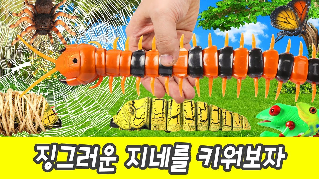 한국어ㅣ징그러운 지네를 키워보자! 장난감 만화, 곤충이름 외우기, 컬렉타ㅣ꼬꼬스토이