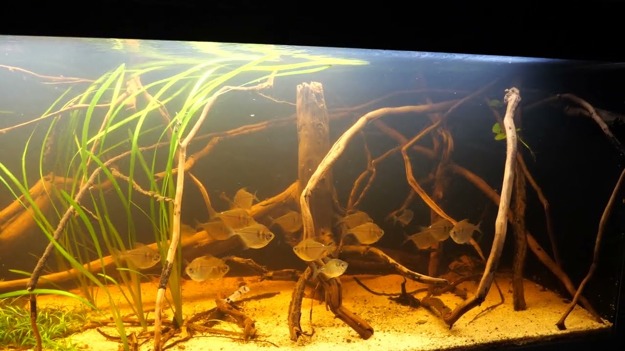 Südamerika Aquarium - Salmler  - Stethaprion erythrops + Poptella paraguayensis - 200 x 60 x 60