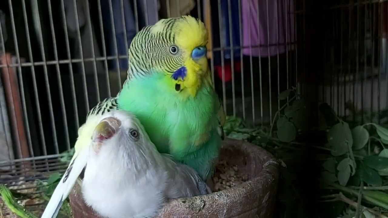 Budgies Mating